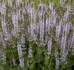 Salvia nemerosa 'Perfect Profusion' PW USPPAF 31434