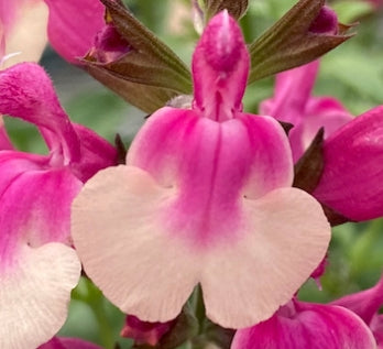 Salvia greggii Mirage Rose Bi-Color