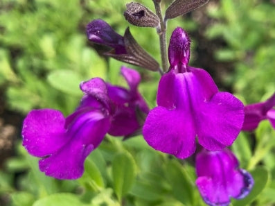Salvia greggii Mirage Deep Purple
