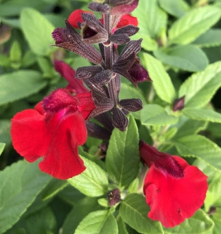 Salvia greggii 'Mirage Cherry Red'