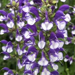Salvia Color Spires® 'Azure Snow' PW USPP 30534