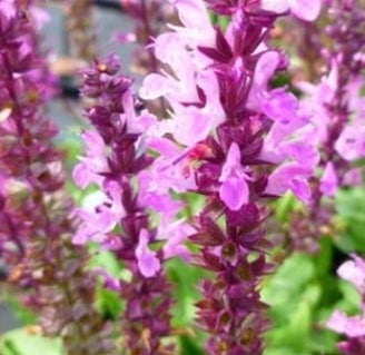 Salvia 'Lyrical Rose'