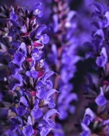 Salvia 'Lyrical Blue'