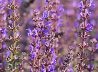 Salvia n. 'Spring King'