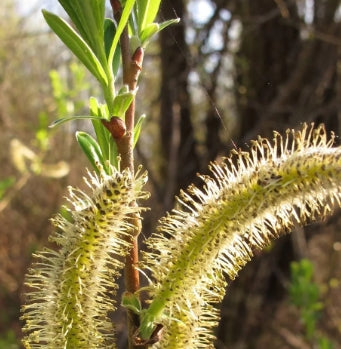 Salix sitchensis