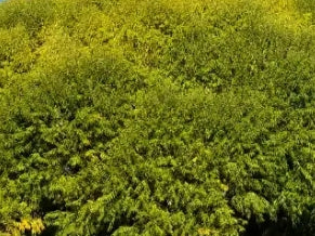 Salix matsudana 'Navajo'