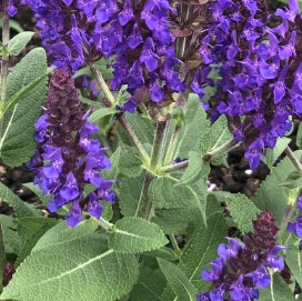 Salvia n. 'Violet Profusion'