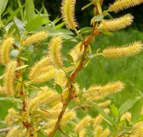 Salix lasiandria
