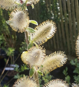 Salix hookeriana