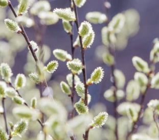 Salix discolor