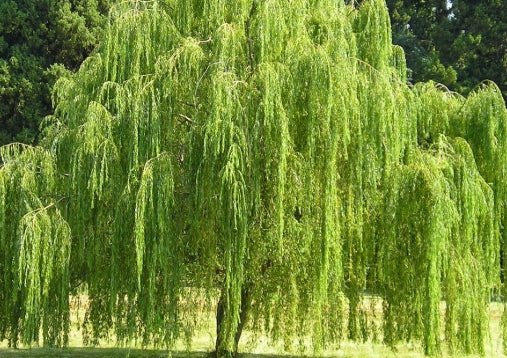 Salix babylonica