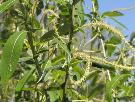 Rumex sanguineus