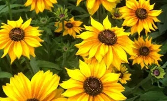 Rudbeckia h. SMILEYZ™ 'Happy' PPAF
