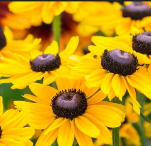 Rudbeckia h. SMILEYZ™ 'Glowing' PPAF