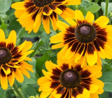 Rudbeckia h. SMILEYZ™ 'Giggling' PPAF