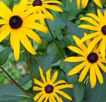 Rudbeckia fulgida