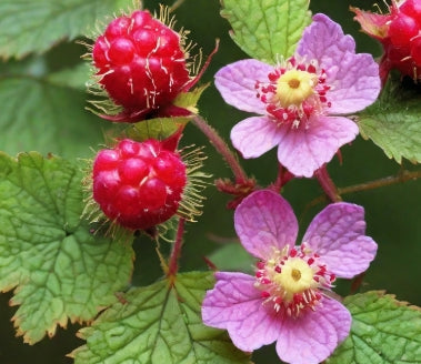 Rubus spectabilis (pink/red)