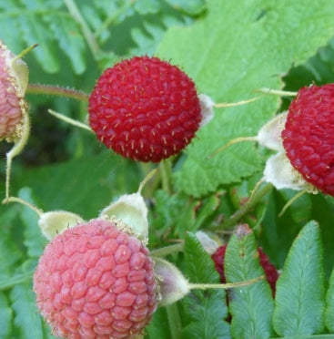 Rubus parviflorus