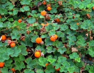 Rubus calycinoides- 18 per flat