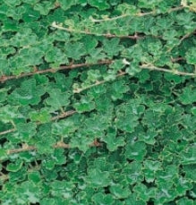Rubus calycinoides 'Emerald Carpet'