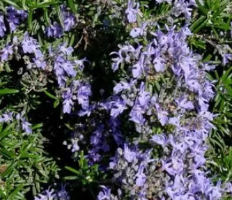 Rosmarinus officinalis 'Irene'
