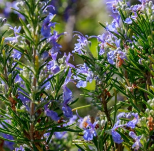 Rosmarinus officinalis