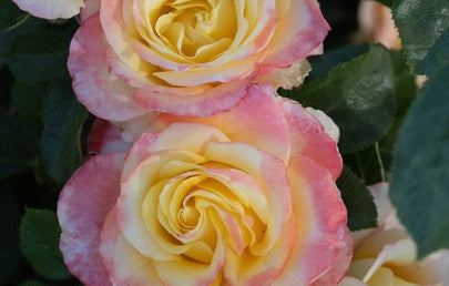 Rose ht. 'Make Me Blush™' (yellow-pink)