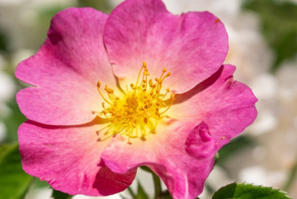 Rosa woodsii (pink)