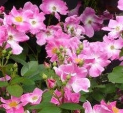 Rosa sb. x 'Nearly Wild' (pink)