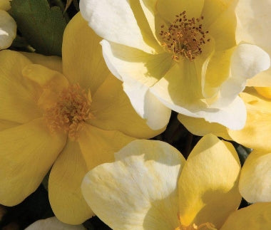 Rosa sb. SUNNY KNOCK OUT® PP18562 (yellow)