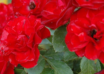 Rosa sb. RUBY MEIDILAND® PP13500 (red)