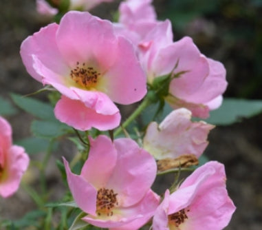Rosa sb. RAINBOW KNOCK OUT® PP17346 (coral pink)