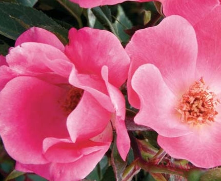 Rosa sb. PINK KNOCK OUT® PP15070 (pink)