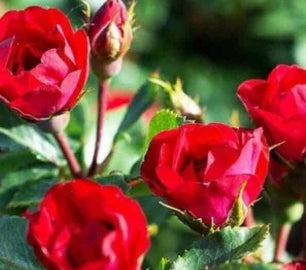 Rosa sb. PETITE KNOCK OUT® PP30811 (deep red)