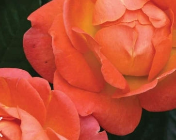 Rosa sb. ORANGE GLOW™ KNOCK OUT® (yellow/pink)