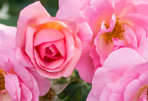 Rosa sb. PEACHY KNOCK OUT® PP25628 (peach)