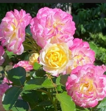 Rosa sb. LIFE OF THE PARTY™ PPAF (yellow/pink)