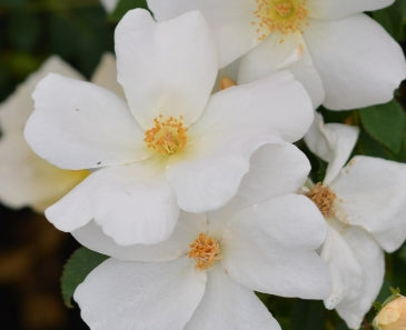 Rosa sb. KNOCK OUT® White PP20273 (white) Tree Form
