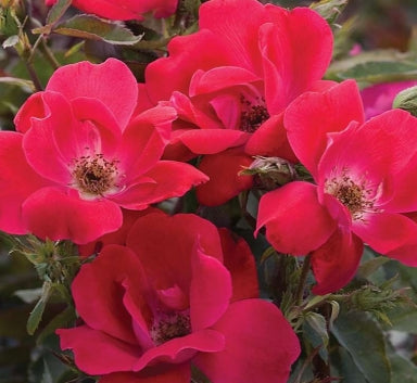 Rosa sb. KNOCK OUT® PP11836 (red)