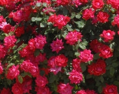 Rosa sb. KNOCK OUT®