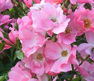 Rosa sb. FOREVER & EVER® (pink)