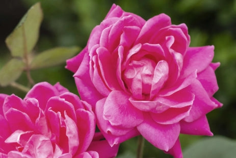 Rosa sb. DOUBLE PINK KNOCK OUT® PP18507 (pink)