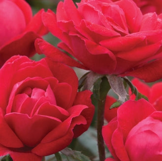 Rosa sb. DOUBLE KNOCK OUT® PP16202 (red)