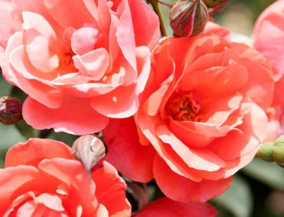 Rosa sb. CORAL KNOCK OUT® PP19803 (coral)