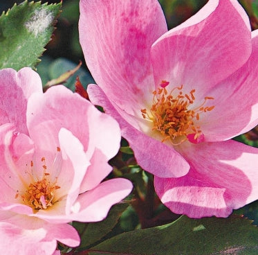 Rosa sb. BLUSHING KNOCK OUT® PP14700 (pink)