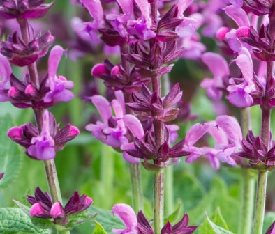 Salvia n. 'New Dimension Rose'