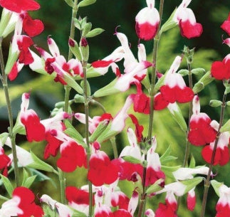 Salvia m. 'Hot Lips'
