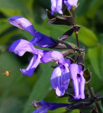 Salvia guaranitica 'Black and Blue'