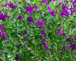 Salvia greggii Mirage™ Deep Purple