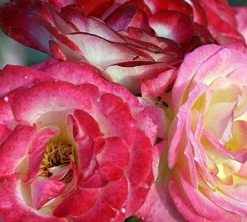 Rosa sb. 'Top Gun' ™ (red)
